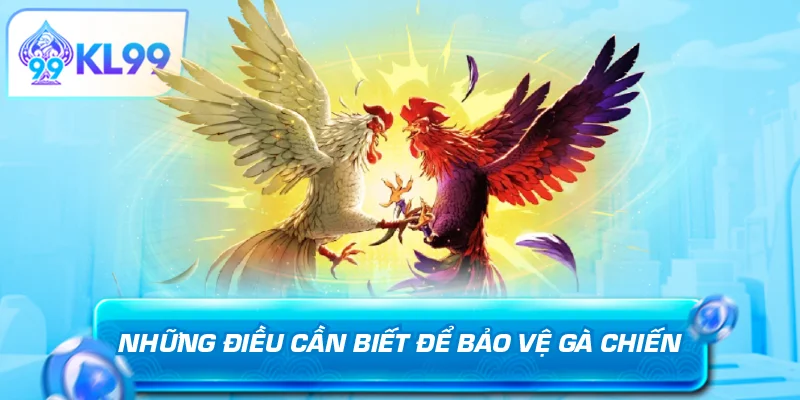 Những điều cần biết khi bảo vệ gà chiến